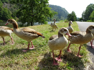 Neugierige Nilgänse 