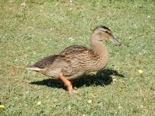 Canard