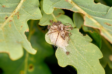 Mutterspinne mit Babyspinnen