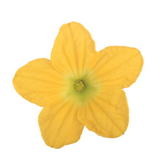 melon bloom isolated on white background