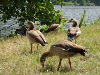 Nilgänse an der Saar