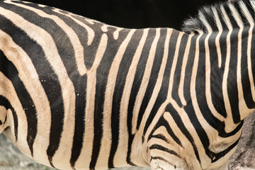 Fototapeta na wymiar Close up of Zebra Patter