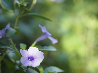 Purple flower bouquet beautiful on blurred of nature background
