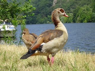 Nilgans an der Saar 2