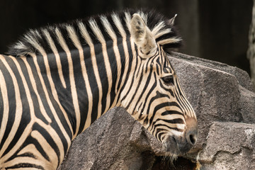 Fototapeta na wymiar Close up of Zebra Head