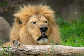 Obraz na płótnie Canvas Close up of Male Lion Face