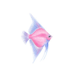 Vector Angelfish natural illustration by colored pencils