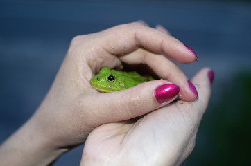 Green frog in the hands of a young girl close-up