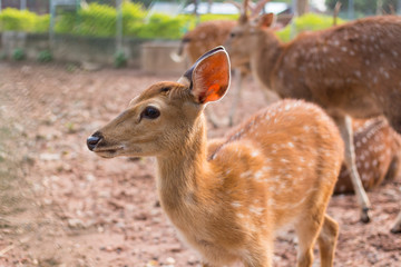 Whitetail Fawn