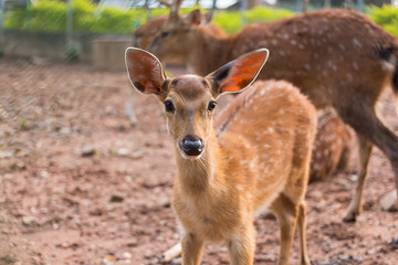 Whitetail Fawn