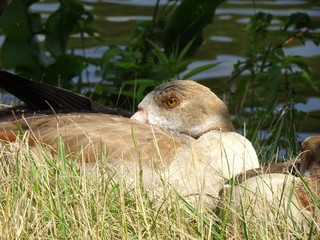 Einfach mal Pause machen, nilgans
