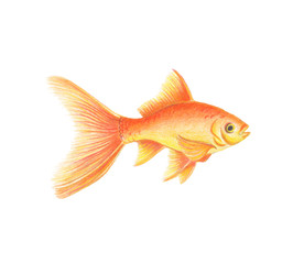 Vector Golden fish natural illustration by colored pencils