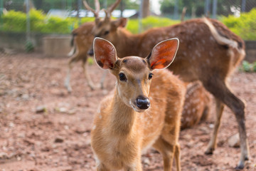 Whitetail Fawn