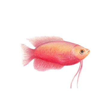 Vector Red Cichlid fish natural illustration by colored pencils