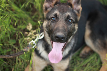 The puppy German shepherd is the middle plan breathes his tongue out