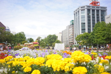 花壇の花と大通公園