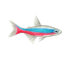Vector Neon tetra natural illustration by colored pencils