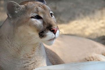 Portrait of a Cougar.