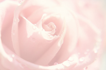 Blurred abstract pink roses macro floral soft backgraund.