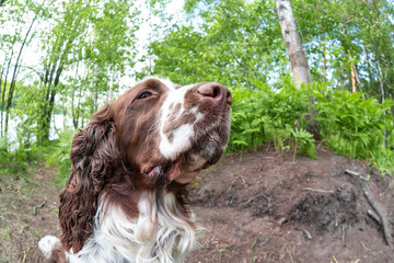 Fisheye and closeup of dog breed english springer spaniel playing in summer green nature outdoors