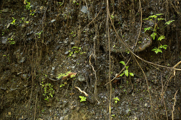 The cliff is a rocky layer with soil and grass.