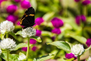butterfly on flower
