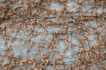 壁に這ったツタが枯れている