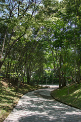 road in forest