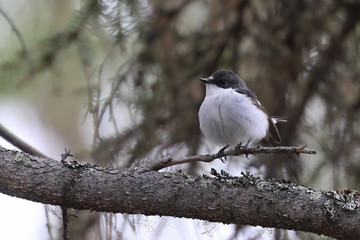 European pied flycatcher is migratory bird