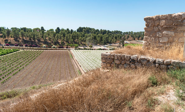 a view of moshav lachish forest and vinyards from the southwest tower of the tel lackish archaeological site in central israel