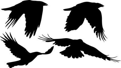 group of four crow black silhouettes isolated on white