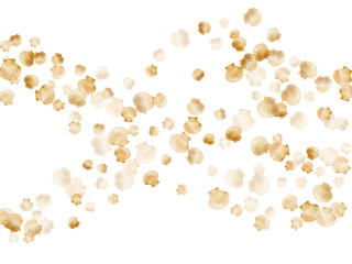 Gold seashells vector, golden pearl bivalved mollusks.
