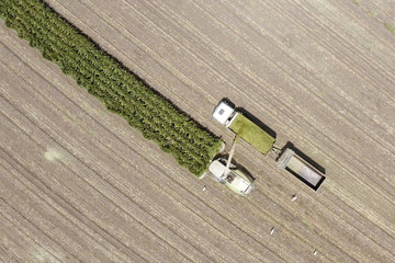 Obraz premium Corn for Silage - Combine harvesting and loading silage onto a double trailer truck