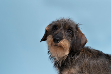 Full body closeup of a bi-colored longhaired  wire-haired Dachshund dog with beard and moustache isolated on a blue background