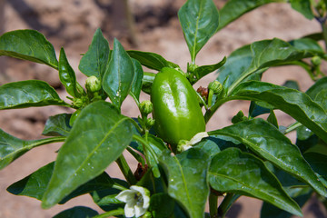 Bud, blossom and a small bell pepper on the plant. Closeup of young green peppers on the plantation. Blossom seedlings of pepper bell 