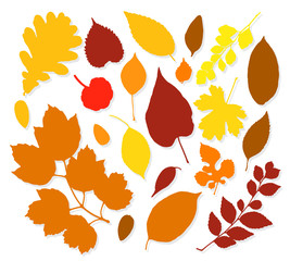 Colorful autumn leaves set on white background. Vector illustration