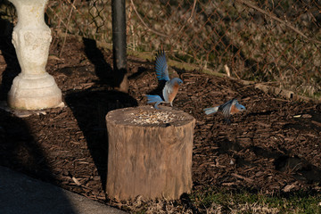 Eastern Bluebird