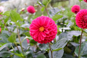 9月の花々
