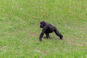 a family of gorillas enjoying their enclosure and playing and interacting with each other