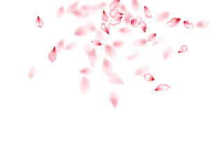 Pink sakura flower flying petals isolated on white vector background.