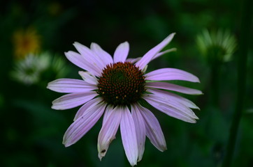 Obraz premium Echinacea flower against soft colorful bokeh background