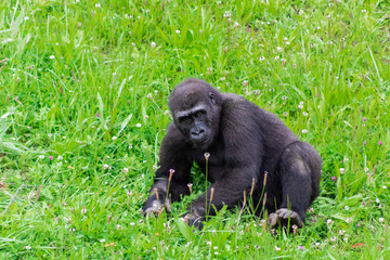 a family of gorillas enjoying their enclosure and playing and interacting with each other