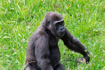 a family of gorillas enjoying their enclosure and playing and interacting with each other
