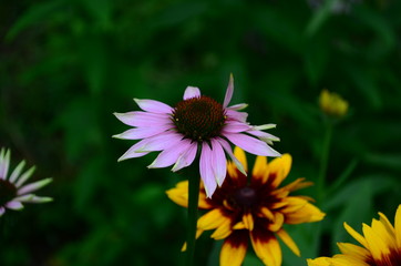 Echinacea flower against soft colorful bokeh background