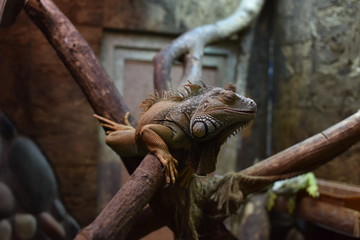 Green iguana dozing on a branch in a terrarium