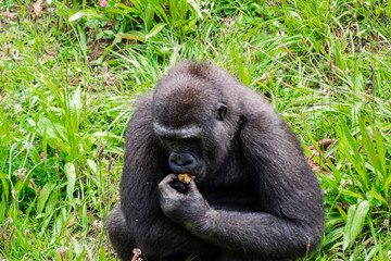 a family of gorillas enjoying their enclosure and playing and interacting with each other