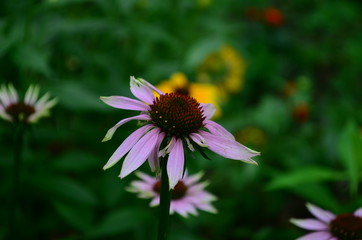 Echinacea flower against soft colorful bokeh background
