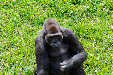 a family of gorillas enjoying their enclosure and playing and interacting with each other