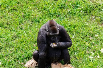 a family of gorillas enjoying their enclosure and playing and interacting with each other