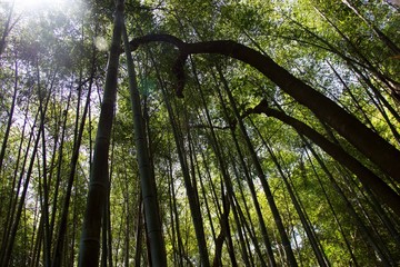 Obraz premium Forest